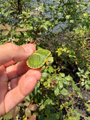 Pastel Picasso Red Eared Slider Turtle