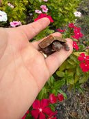Hi Orange Vietnamese Black Breasted Leaf Turtle Baby