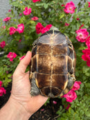 Reeves Turtles Adult Female