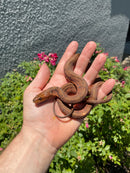Red Salt Marsh Water Snake Adult Female