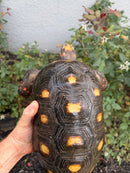 Red Foot Tortoise Adult Male