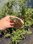 Florida Red Bellied Turtle X Peacock Slider