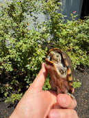 Razor backed Musk Turtle CB Adult Male