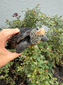 Adult Mississippi Diamondback Terrapin Female