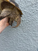 Florida Snapping Turtle Adult Female