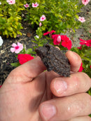 Alligator Snapping Turtle X Common Snapping Turtle