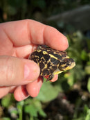 HI YELLOW Florida Box Turtle Baby