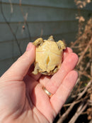 Leopard Tortoise 2024