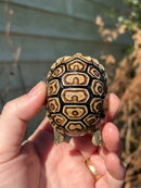 Leopard Tortoise 2024