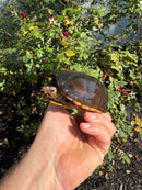 Scorpion Mud Turtle Adult Pair