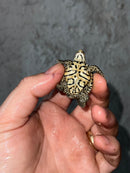 Hi White Concentric Diamondback Terrapin 2023