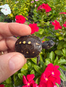 Hi Color Yellow Baby Eastern Box Turtle