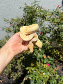 Banana Ball Python Mixed Morph Male