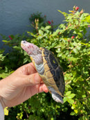 Ornate Diamondback Terrapin Female