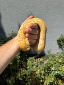 Banana Ball Python Mixed Morph Female