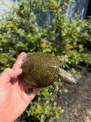 Sicilian Pond Turtle Adult Pair