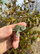 Mitch Clown Red Eared Slider Turtle