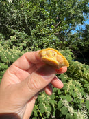 Albino Yellow Bellied Slider Turtle Female