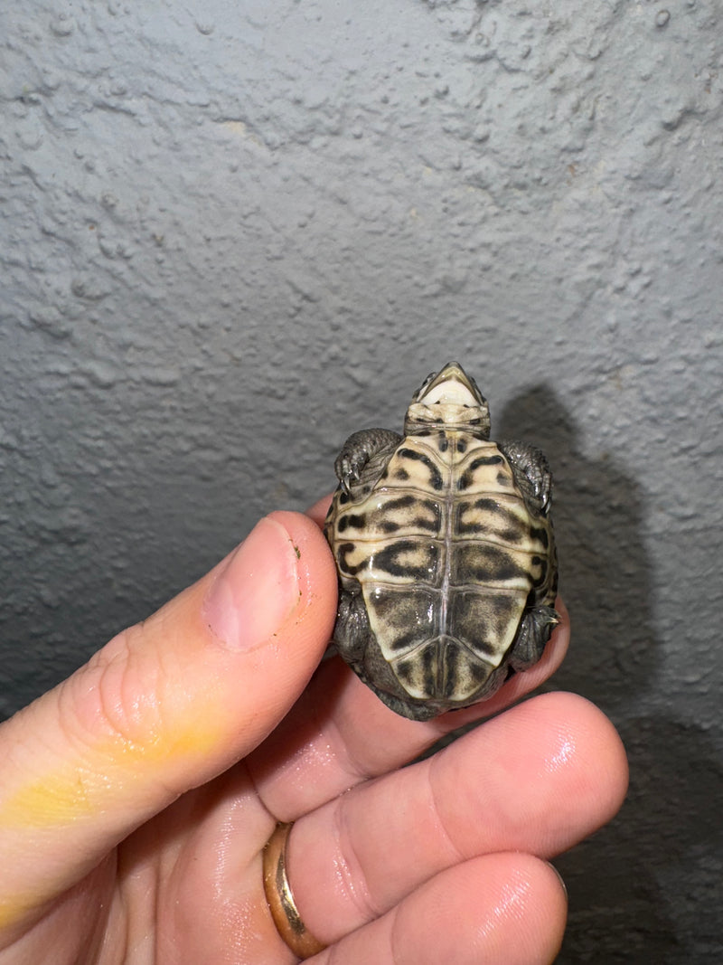 Hi White Concentric Diamondback Terrapin 2024