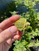 Mitch Clown Red Eared Slider Turtle