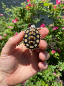 Ornate Diamondback Terrapin Female