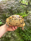 Libyan Greek Tortoise Adult Female