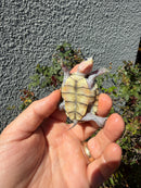 Ornate Diamondback Terrapin Female