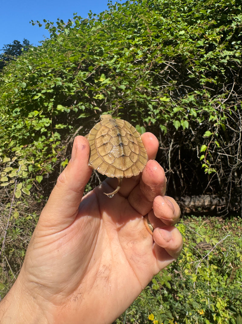 Golden Coin Box Turtle 2025