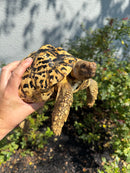 Hi White Leopard Tortoise Female