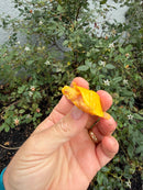 Albino Florida Red Bellied Turtle 2026