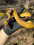 Pastel Pinstripe Low White Pied Ball Python Female