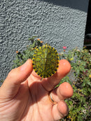 Pastel Clown Peacock Slider Baby 2026
