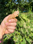 Caramel Albino Green Iguana (Iguana iguana)
