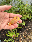 Mutant  Pacman Frog