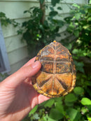 Gulf Coast Box Turtle 2021 Female