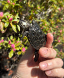 Hi White Concentric Diamondback Terrapin 2025