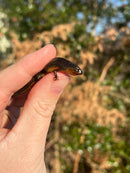 Penninsula Newts (Notophthalmus viridescens piaropicola)