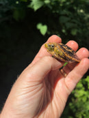 Pancake Tortoise Baby