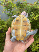 Ornate Diamondback Terrapin Female
