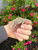 Aquaflame Blue Eastern Collared Lizard Adult Pair