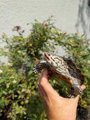 Concentric Diamondback Terrapin Adult Female