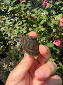 Indian Pink Ringed Tent Turtle