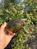Red Cheeked Mud Turtle Adult Trio