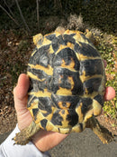 Western Hermann's Tortoise Adult Female