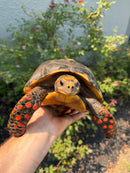 Red Foot Tortoise Adult Male