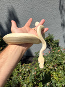 Banana Ball Python Mixed Morph Female