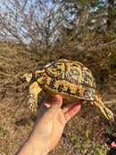 Libyan Greek Tortoise Adult Female