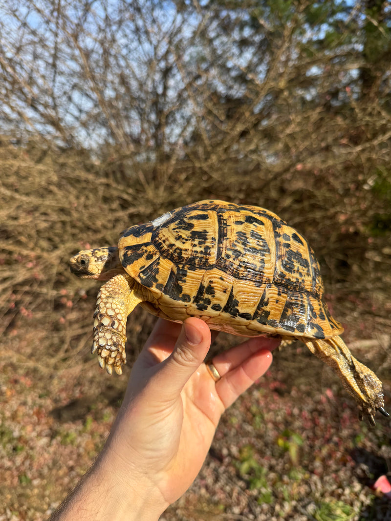 Libyan Greek Tortoise Adult Female
