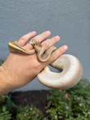 Banana Ball Python Mixed Morph Female