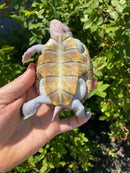 Ornate Diamondback Terrapin Female